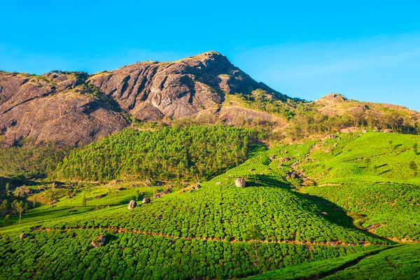 Tea plantation nature background landscape — Stock Photo, Image