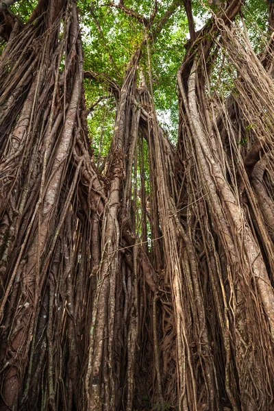 Big banyan tree in India — Stock Photo, Image