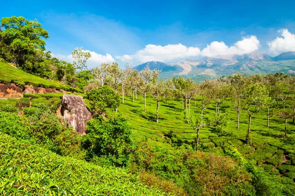 Chá plantação natureza fundo paisagem — Fotografia de Stock