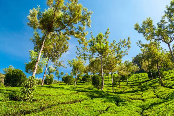 Plantacja herbaty Natura Krajobraz tło — Zdjęcie stockowe