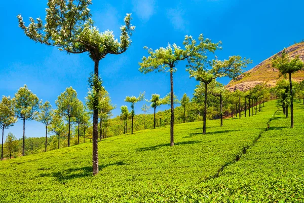 Té plantación naturaleza fondo paisaje —  Fotos de Stock