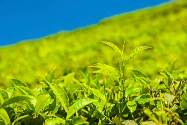 Tea Plantation natur bakgrund landskap — Stockfoto