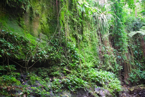 Santuário da floresta do macaco de Ubud, Bali — Fotografia de Stock