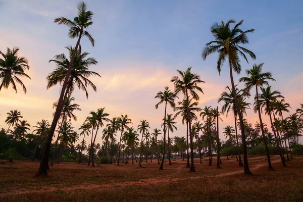 Palmen in Goa bei Sonnenuntergang — Stockfoto