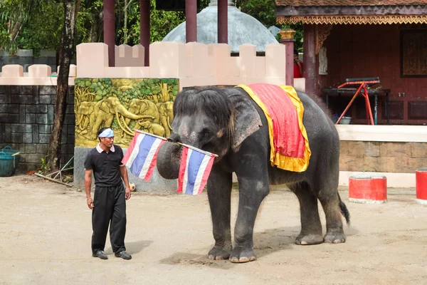 Sloní show v zoo Phuket — Stock fotografie