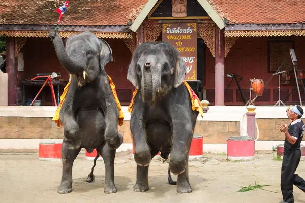 Espetáculo de elefantes no jardim zoológico de Phuket — Fotografia de Stock