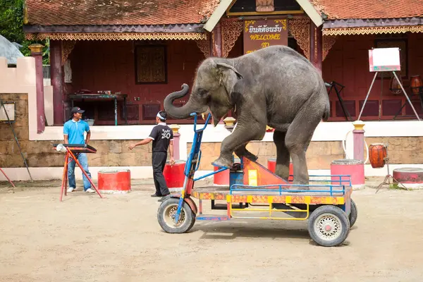 Espectáculo de elefantes en el zoológico de Phuket —  Fotos de Stock