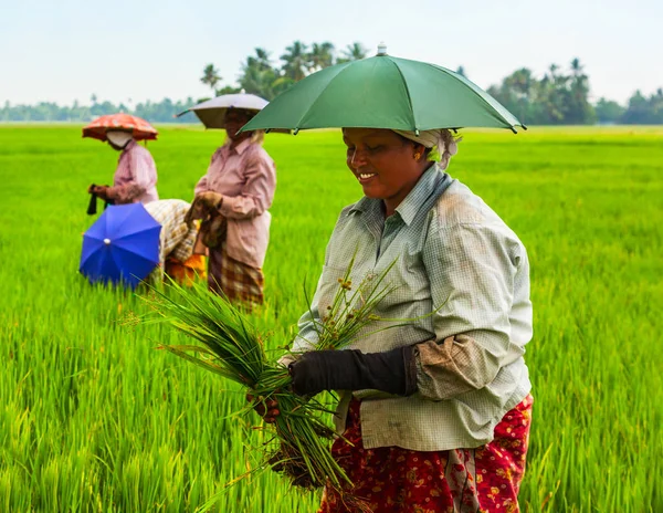 Agricultores que trabajan en el campo de arroz —  Fotos de Stock