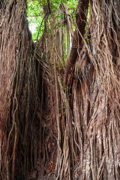 Hindistan'da büyük banyan ağacı — Stok fotoğraf