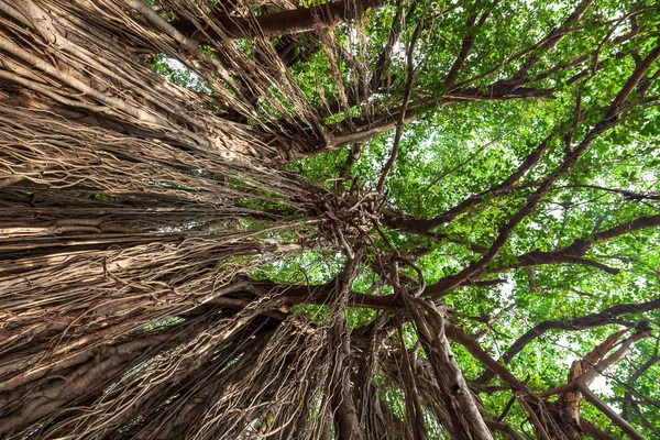 Big banyan tree in India — Stock Photo, Image