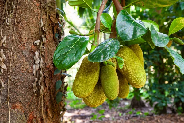 Árbol de jaca con frutas maduras — Foto de Stock