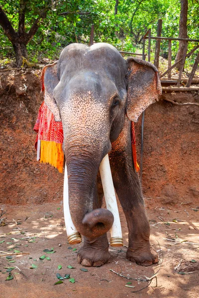 Elefante na selva de Goa — Fotografia de Stock