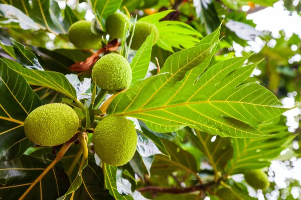 Asya'da breadfruit ağacı meyve — Stok fotoğraf