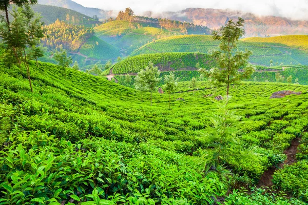 茶農園の自然の背景風景 — ストック写真