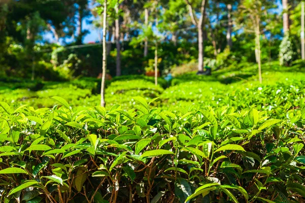Çay plantasyon doğa arka plan manzara — Stok fotoğraf