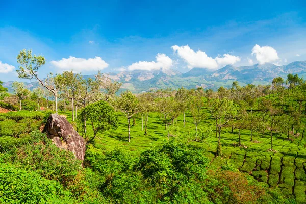 Tea piantagione natura sfondo paesaggio — Foto Stock