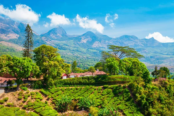 茶農園の自然の背景風景 — ストック写真