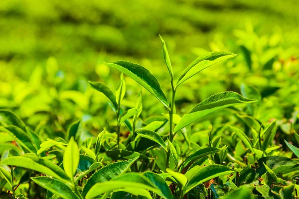 Ландшафт на чайной плантации — стоковое фото
