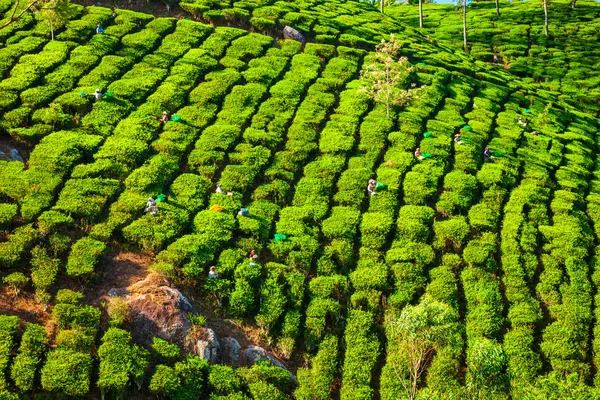 Tea plantation nature background landscape — Stock Photo, Image