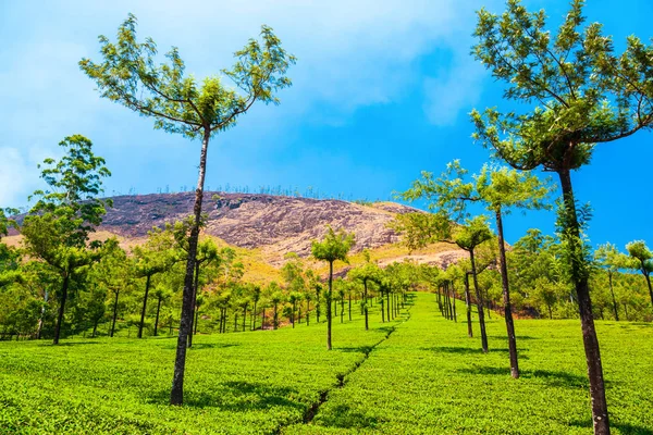 茶農園の自然の背景風景 — ストック写真