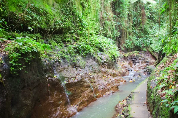 Ubud Monkey Forest Sanctuary, Bali — Stockfoto