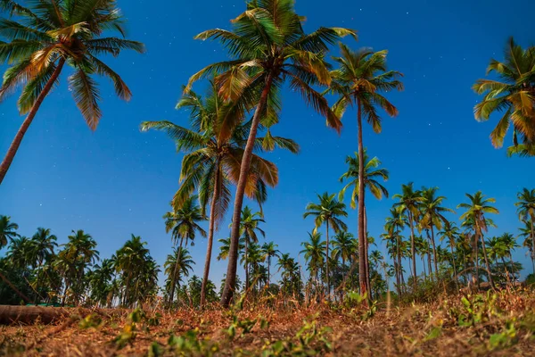 Palms in Goa bij zonsondergang — Stockfoto