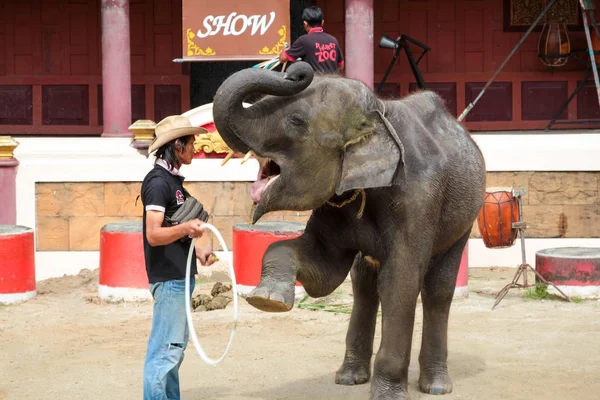 Espetáculo de elefantes no jardim zoológico de Phuket — Fotografia de Stock