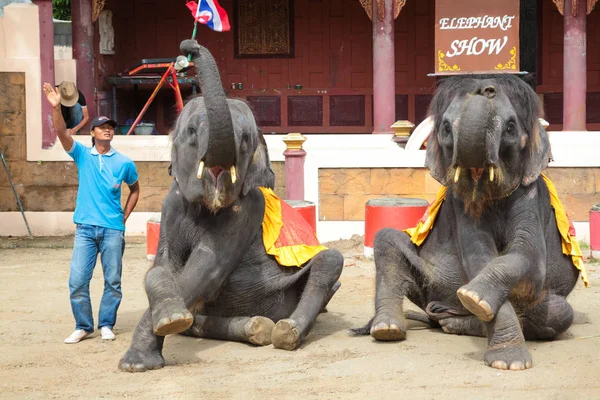 Espetáculo de elefantes no jardim zoológico de Phuket — Fotografia de Stock