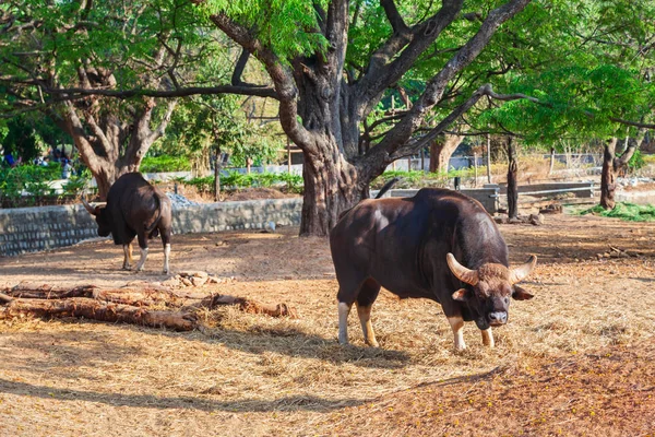 Buffalo en el zoológico de Mysore —  Fotos de Stock