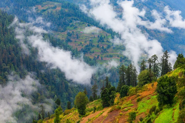 云雾中常绿针叶林的喜马拉雅山坡风景景观 — 图库照片