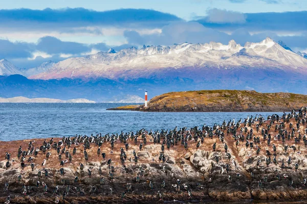 Bird Island Στο Κανάλι Beagle Κοντά Στην Πόλη Ushuaia Ushuaia — Φωτογραφία Αρχείου