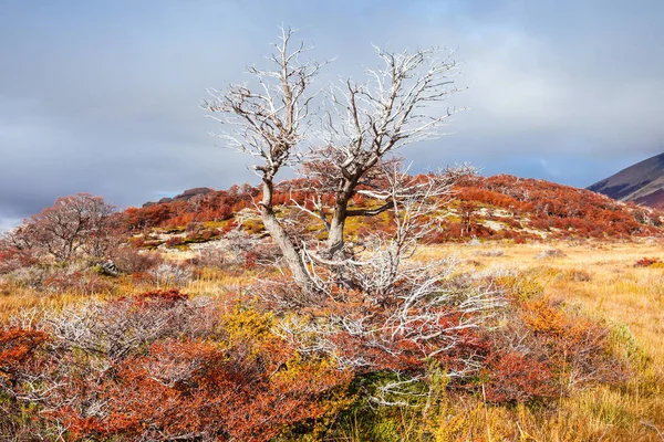 Sonbaharda Fitz Roy Yakınlarında Hint Yaz Ormanı Fitz Roy Şili — Stok fotoğraf