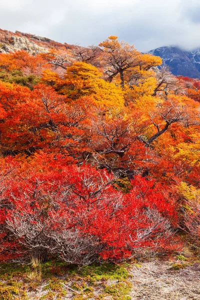 Alberi Foresta Dorata Vicino Fitz Roy Autunno Fitz Roy Una — Foto Stock