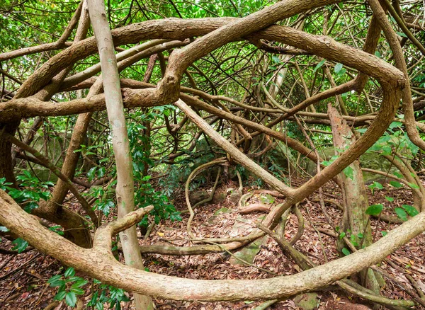 Giant Liana Kandy Udawatta Kele Royal Forest Park Udawattakele Sanctuary — Stock Photo, Image