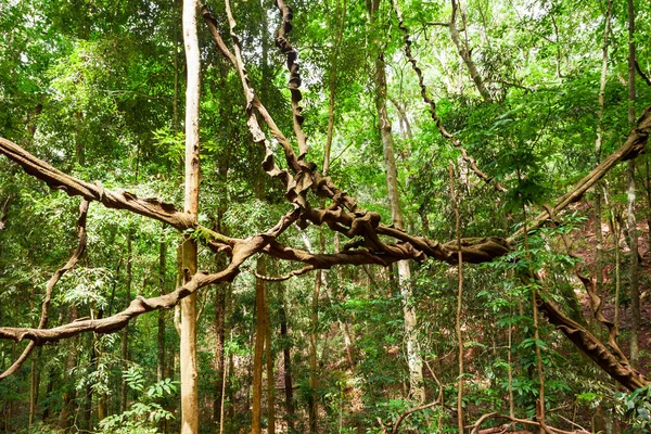 Gigantyczna Liana Kandy Udawatta Kele Królewski Park Leśny Lub Sanktuarium — Zdjęcie stockowe