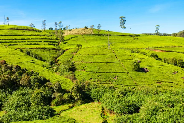 斯里兰卡的Nuwara Eliya茶园 Nuwara Eliya是斯里兰卡茶叶种植和生产最重要的地方 — 图库照片