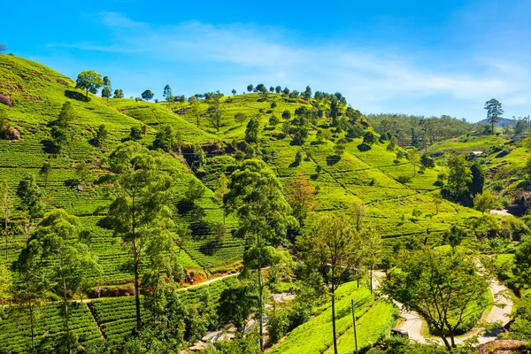 Φυτεία Τσαγιού Nuwara Eliya Στη Σρι Λάνκα Nuwara Eliya Είναι — Φωτογραφία Αρχείου