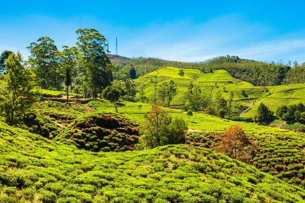 Nuwara Eliya Tea Plantation Sri Lanka Nuwara Eliya Most Important — Stock Photo, Image