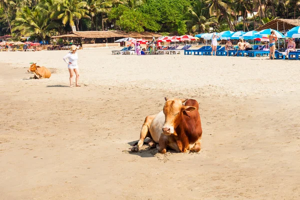 Goa Índia Dezembro 2016 Vaca Vagator Praia Ozran Vista Panorâmica — Fotografia de Stock