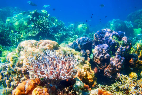 Víz Alatti Korallzátony Trópusi Tengerre Néző Táj — Stock Fotó