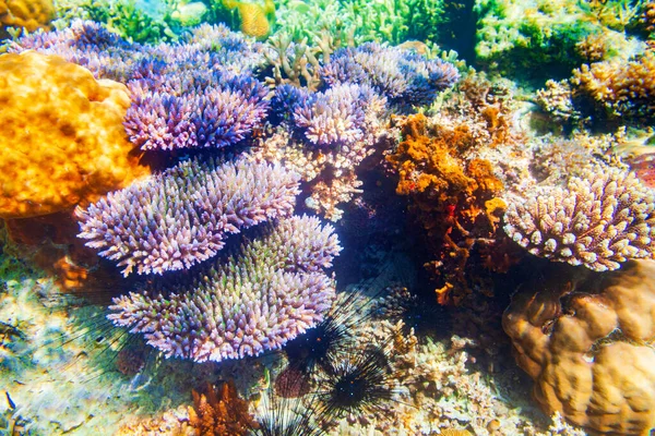 Recifes Corais Subaquáticos Paisagem Tropical Vista Mar — Fotografia de Stock