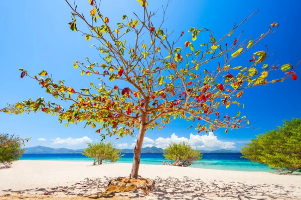 フィリピンのパラワン州ブスアンガ島の黄色の砂 美しさの木とターコイズブルーの水を持つビーチ — ストック写真
