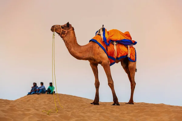 Один Верблюд Красоты Пустыне Закате — стоковое фото