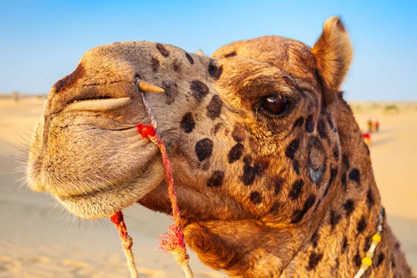 Μια Όμορφη Καμήλα Στην Έρημο Ηλιοβασίλεμα — Φωτογραφία Αρχείου