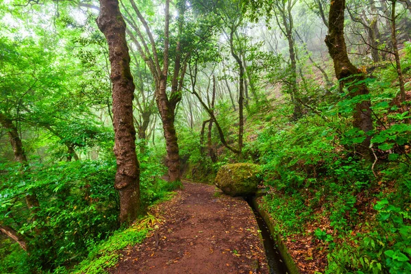 Wandelen Langs Het Irrigatiekanaal Van Levada Madeira Portugal — Stockfoto