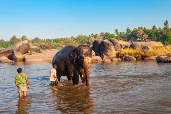 Neznámý Muž Myje Slona Řece Hampi Indii — Stock fotografie