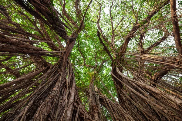 Μεγάλο Banyan Indian Ficus Δέντρο Στην Γκόα Της Ινδίας — Φωτογραφία Αρχείου