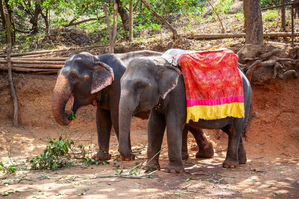 Elefante Granja Especias Goa India —  Fotos de Stock