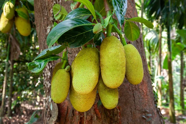 Drzewo Jackfruit Dużymi Dojrzałymi Owocami Indiach — Zdjęcie stockowe