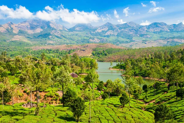 Erstaunliche Landschaft Blick Auf Teeplantage Natur Hintergrund — Stockfoto